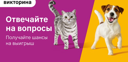 Викторина Whiskas и Pedigree в Магнит: «Отвечайте на вопросы-получайте шансы на призы»